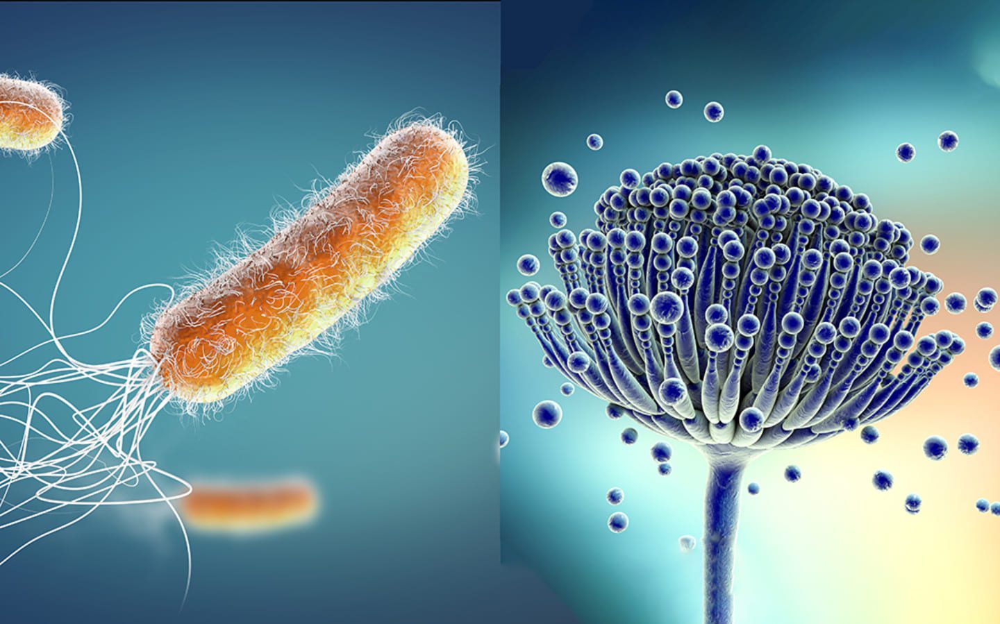 6 Antifungal Or Antibacterial