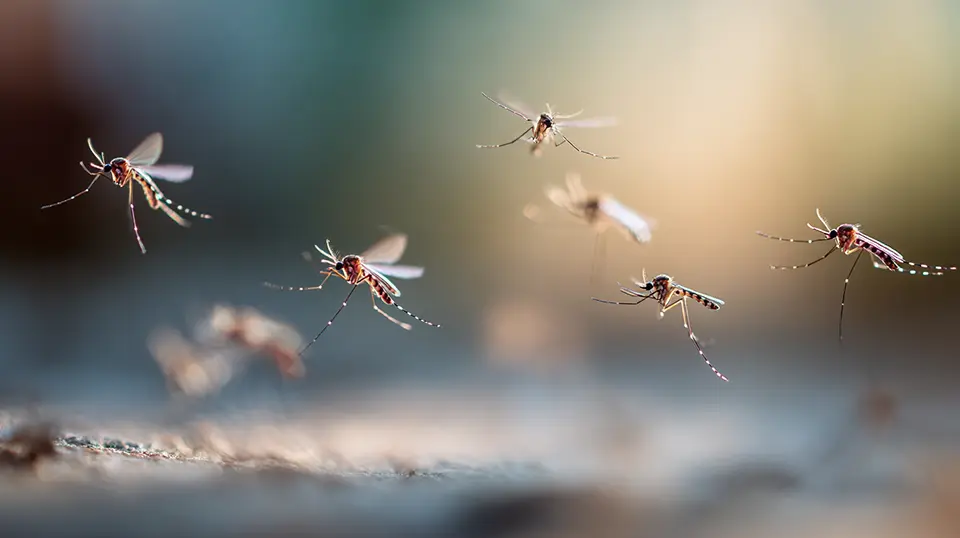 mold news - mosquito