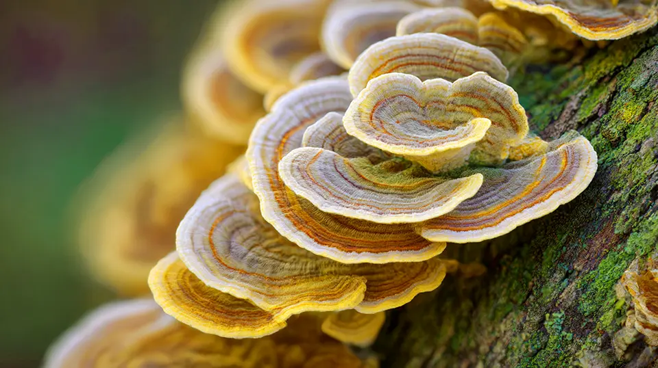 mold news - Natural Fungal Supplement