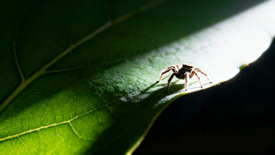 mold news - Spiders that mimic fungi