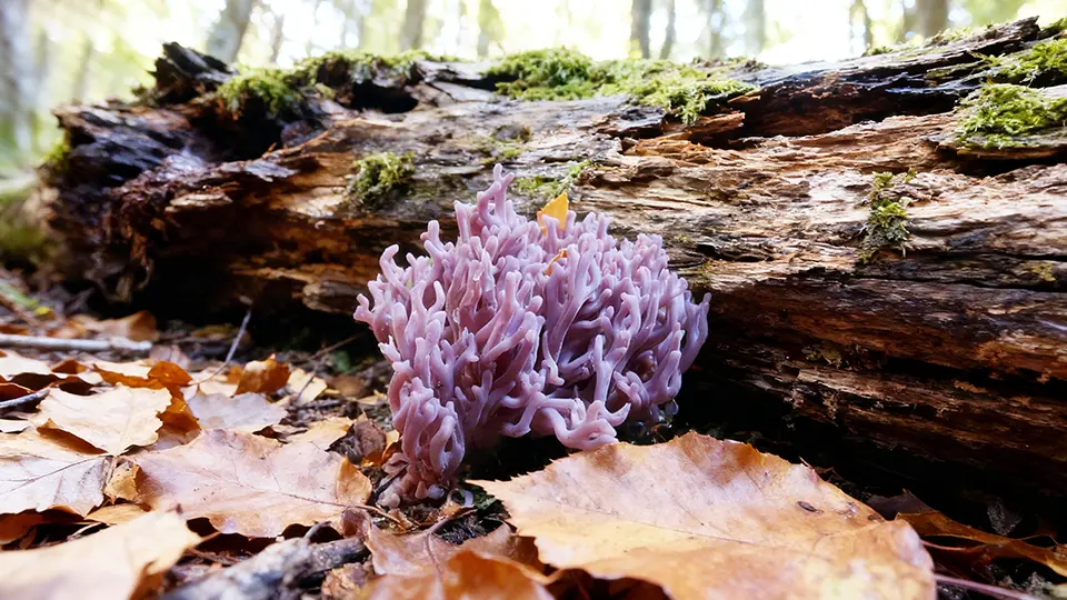 mold news - fairy fungus