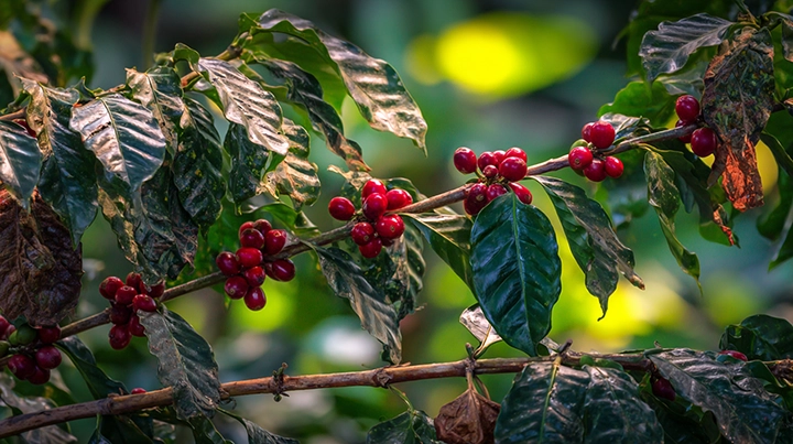 Coffee plant branches with wilting leaves and browning cherries in a plantation, showing signs of fungal disease stress