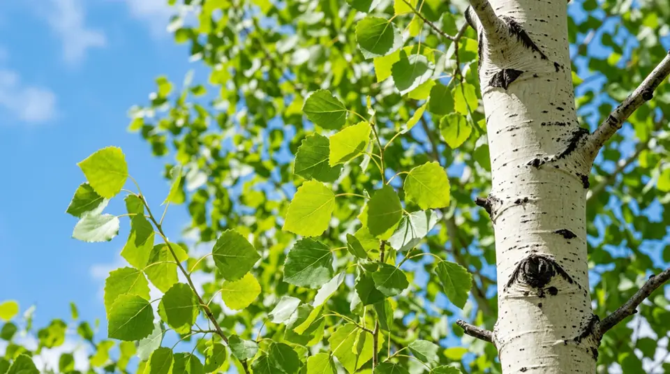 Aspen leaves trembling in wind