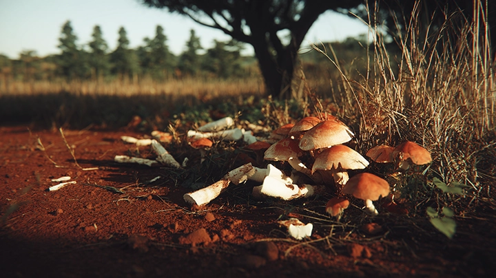 Wild mushrooms growing from red African soil at the base of a savanna woodland tree at golden hour